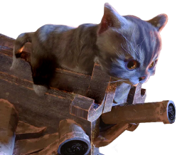 Cat facing right